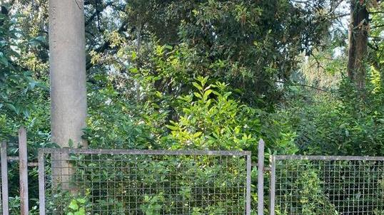 «Un angolo di pineta deturpato dall’erba alta»
