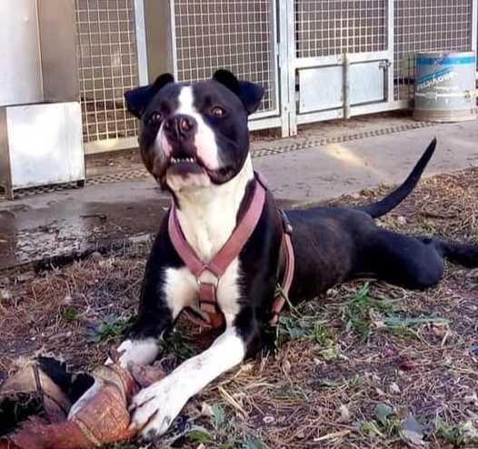 “Hermada” perde la gestione degli animali ritrovati a Ponte 