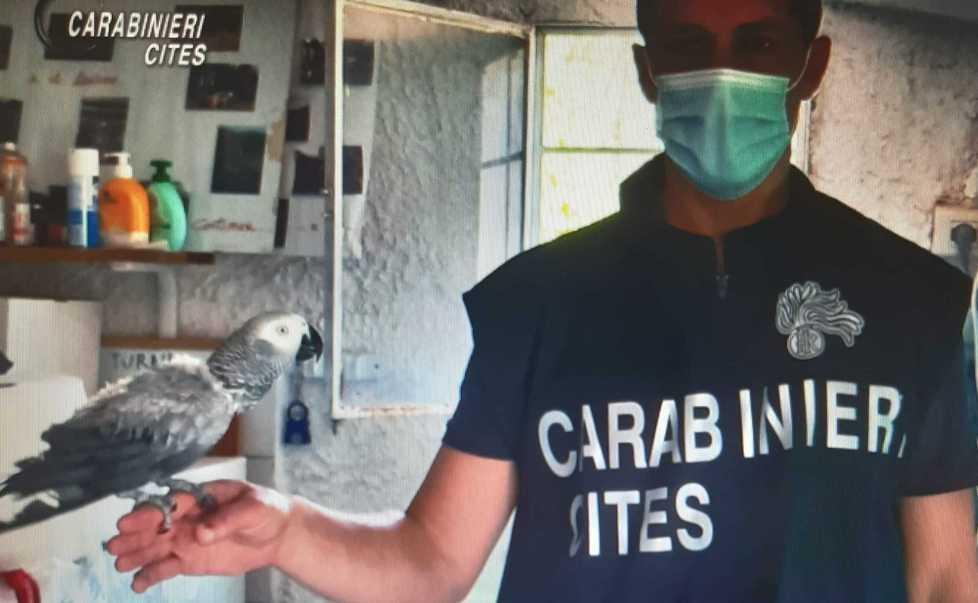 Pappagallo raro e protetto salvato dai carabinieri 