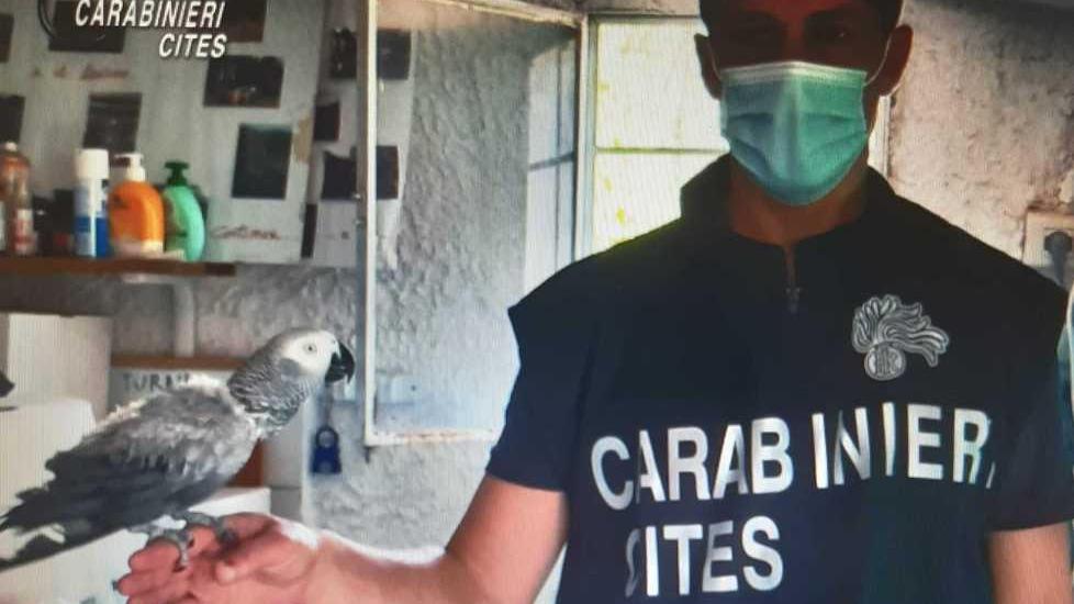 Pappagallo raro e protetto salvato dai carabinieri