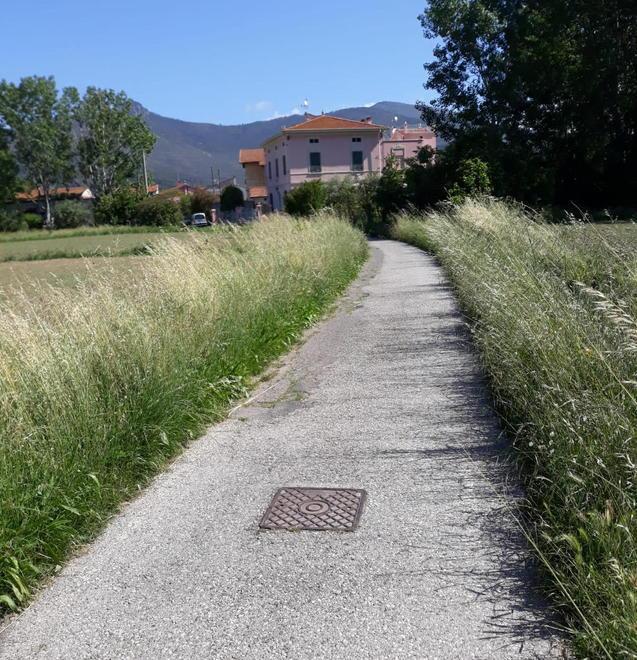 Erba alta in via Interna Sud a Marciana