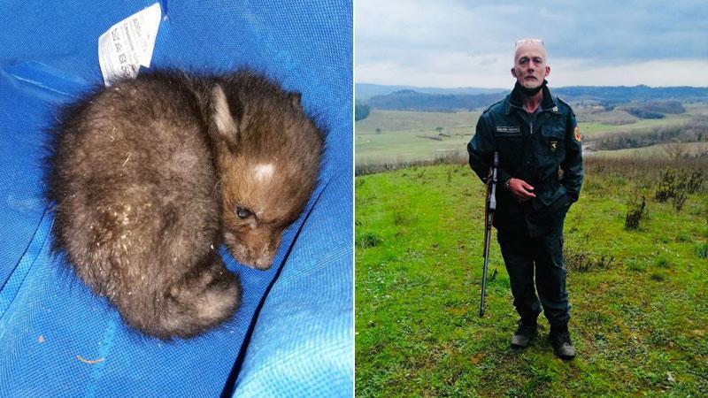 Il cucciolo di lupo salvato da Michele Fiaschi, cacciatore di Montecatini Valdicecina