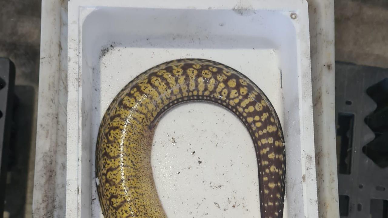 Una murena pescata al largo di Goro