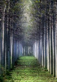 Pioppi nella golena del Po
