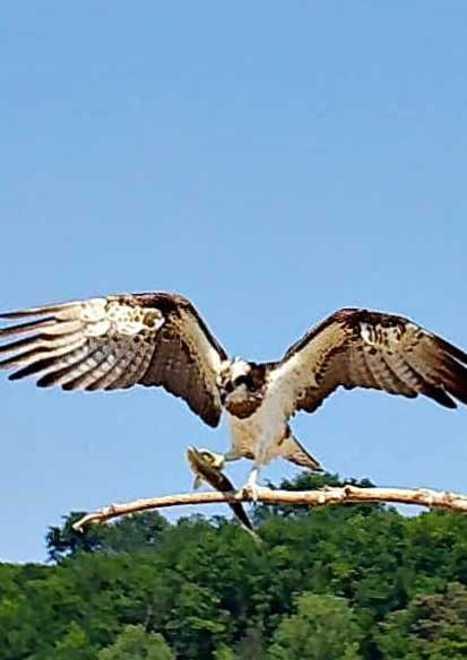 Fototrappola immortala un raro falco pescatore