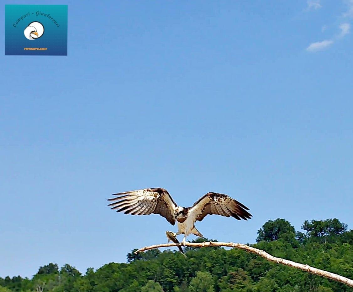 Il falco pescatore ripreso dalla fototrappola