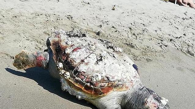Tartaruga spiaggiata a Marina di Vecchiano