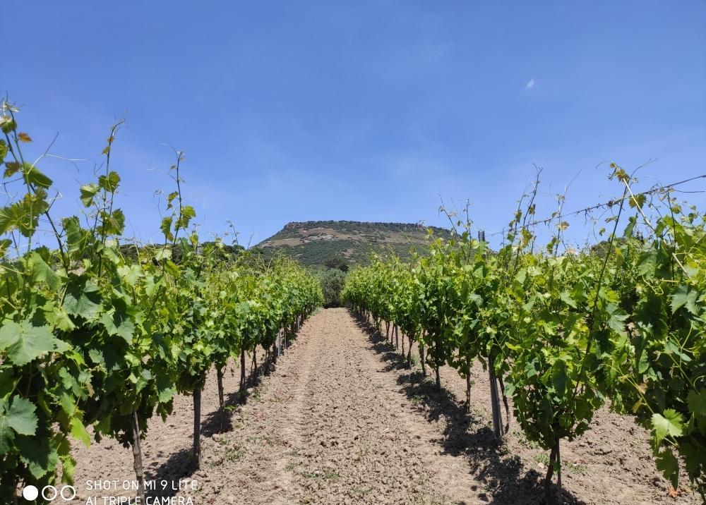 I vigneti di Bonnanaro “resilienti” 