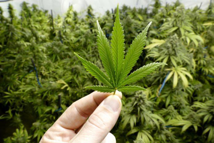 Coppia di fidanzati teneva in casa oltre un chilo di marijuana