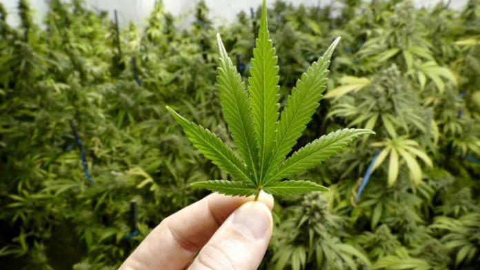 Coppia di fidanzati teneva in casa oltre un chilo di marijuana