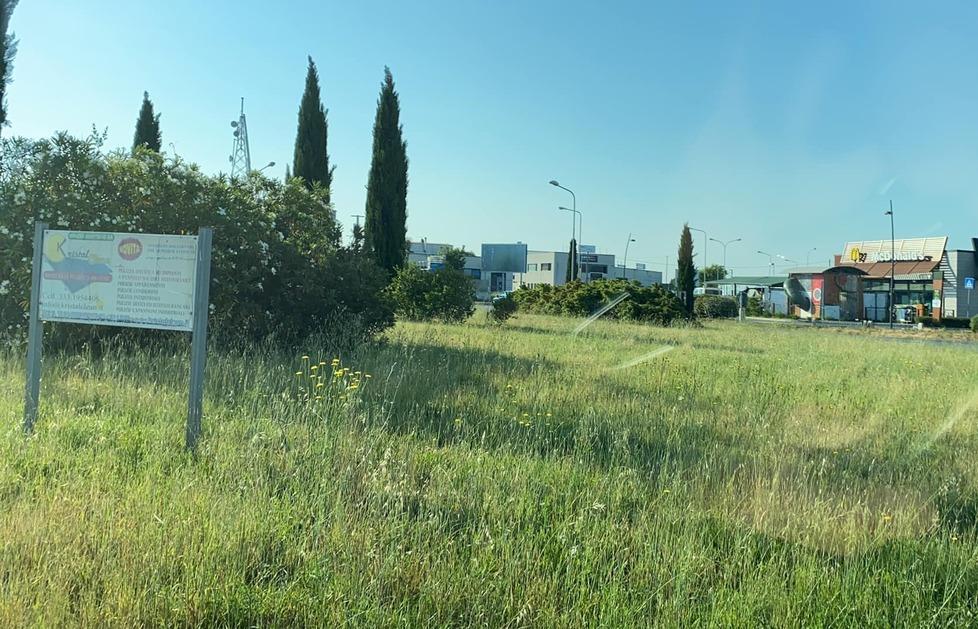Una foto dell'erba non tagliata scattata dal consigliere Cosentini