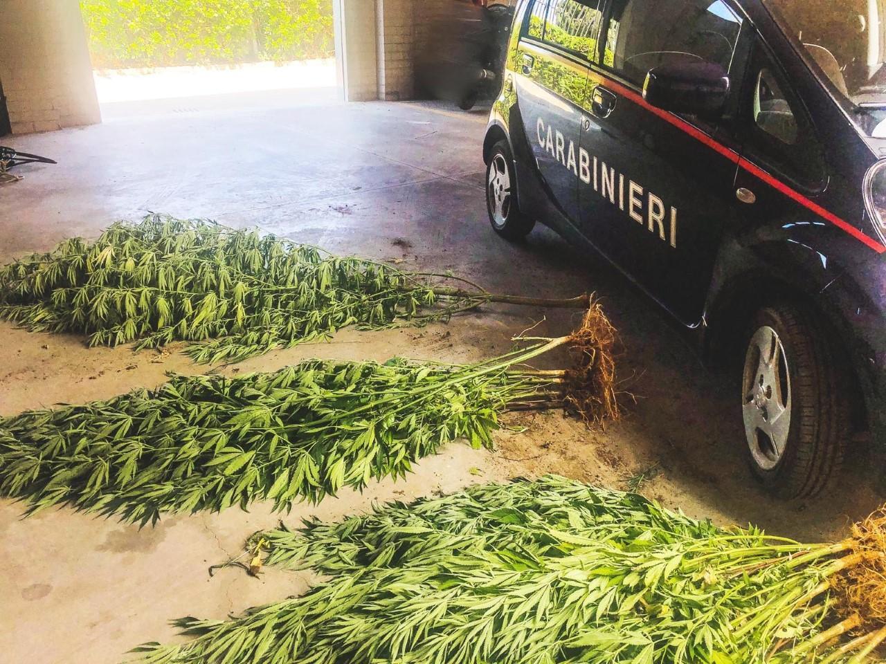 Coltiva marjiuana nella sua azienda agricola, denunciato 25enne di Senorbì 