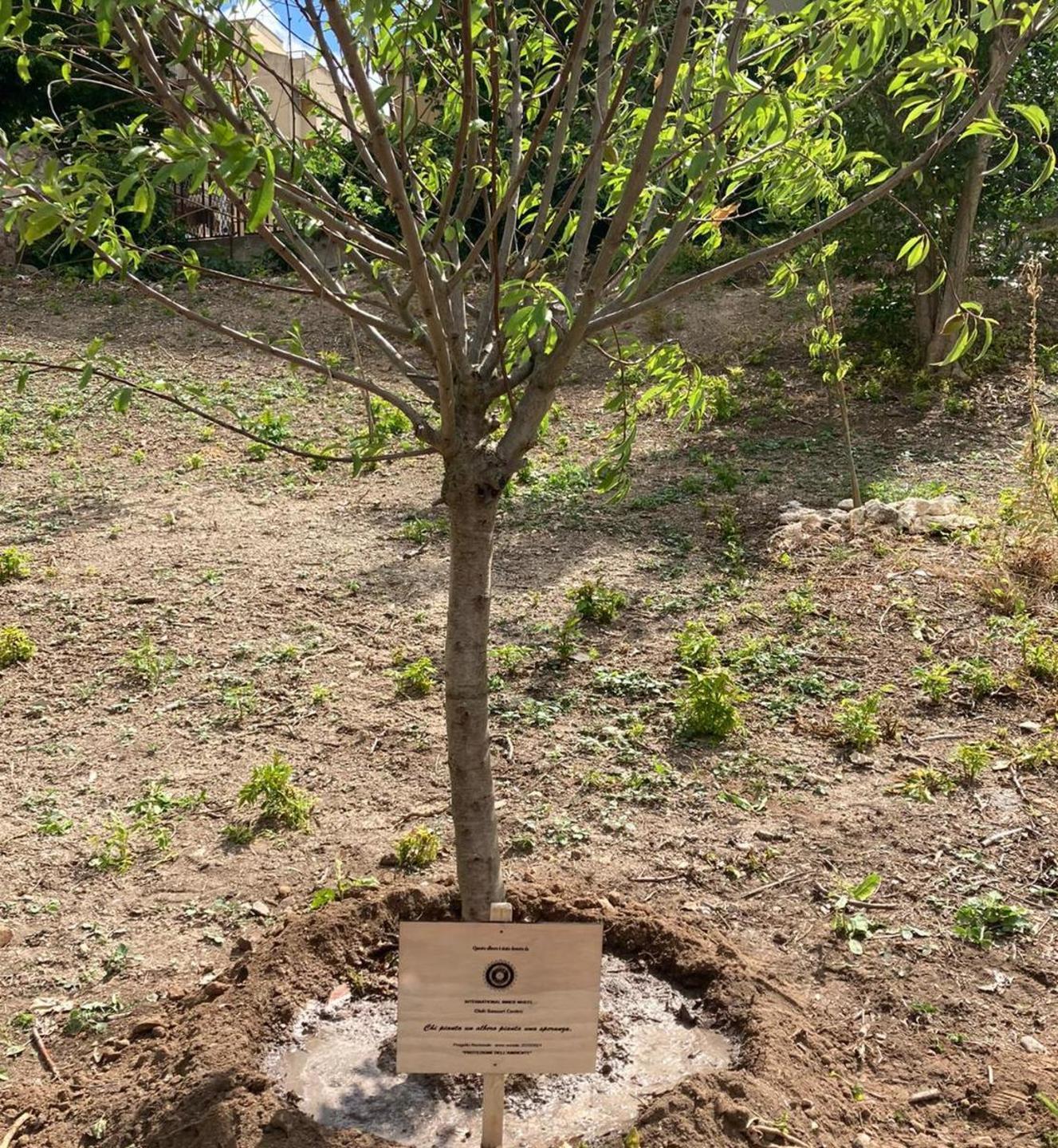 Nel giardino della Casa Santi Angeli due alberi donati dall’Inner Wheel Centro