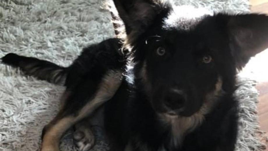 Sassari, gattina impallinata con una carabina