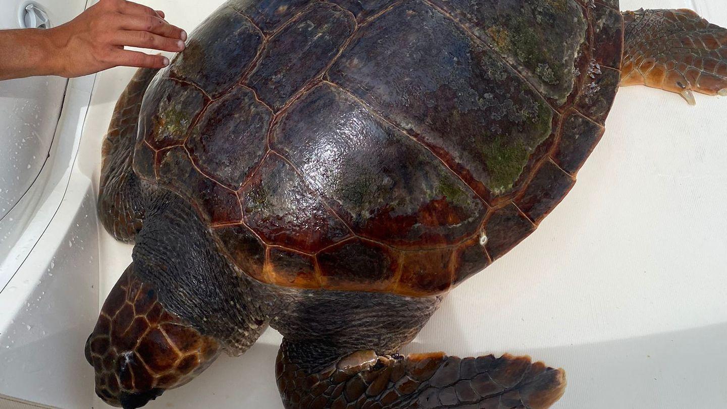 La tartaruga Leonessa salvata vicino a Goloritzé 