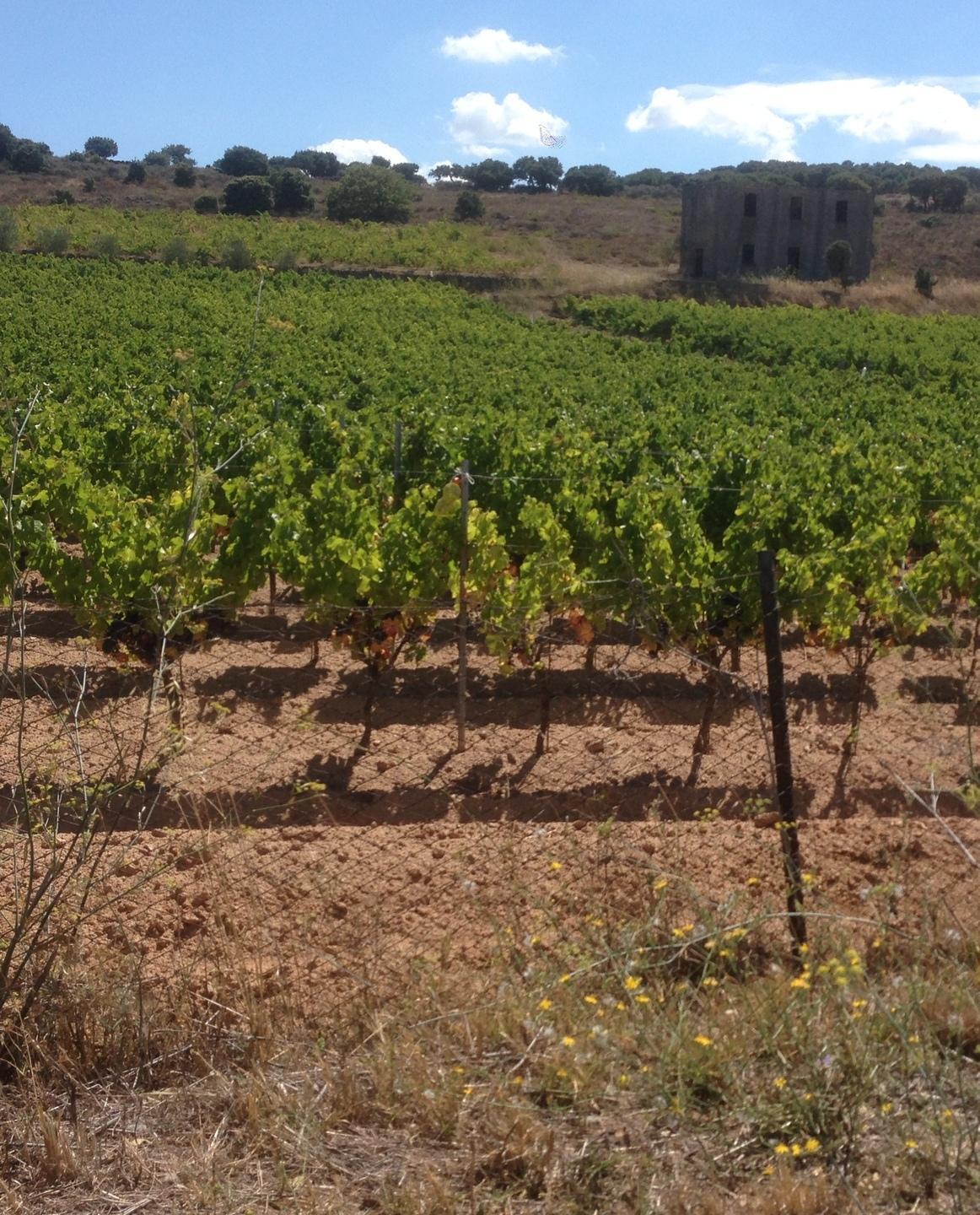 Enoturismo a Mamoiada così i vignaioli fanno rete 