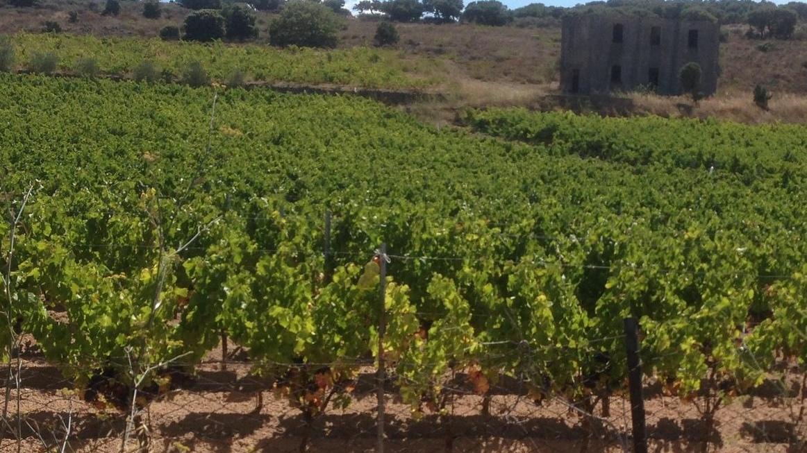 Enoturismo a Mamoiada così i vignaioli fanno rete