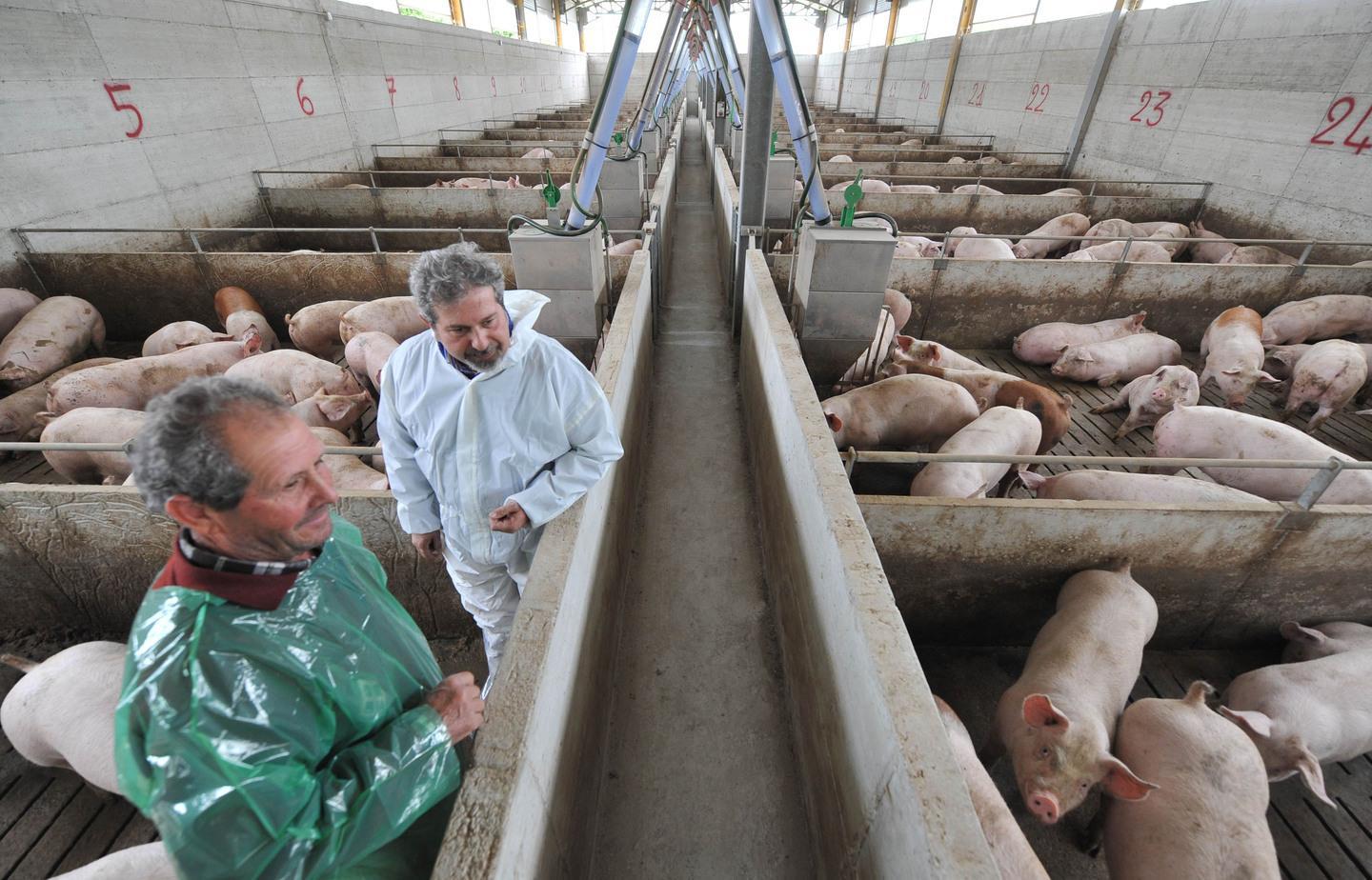 Lo “schiaffo” della Ue scatena la rabbia di sindaci e produttori del Nuorese