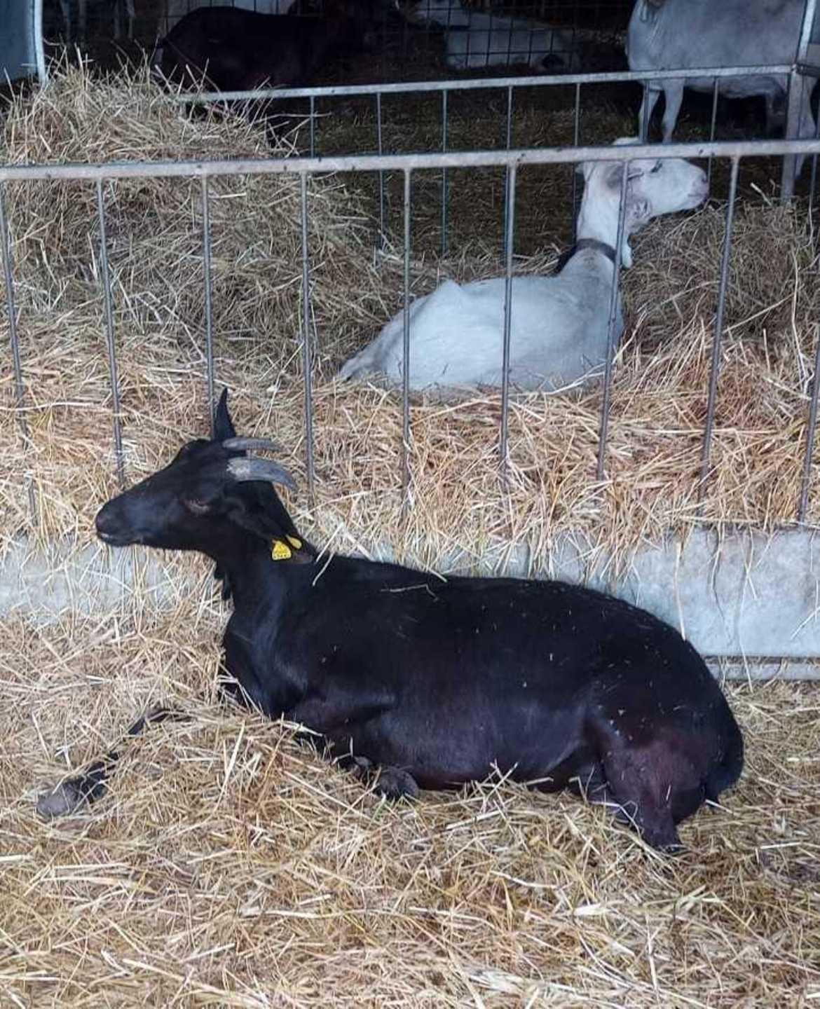 L’incubo dell’agalassia negli ovili del Logudoro 