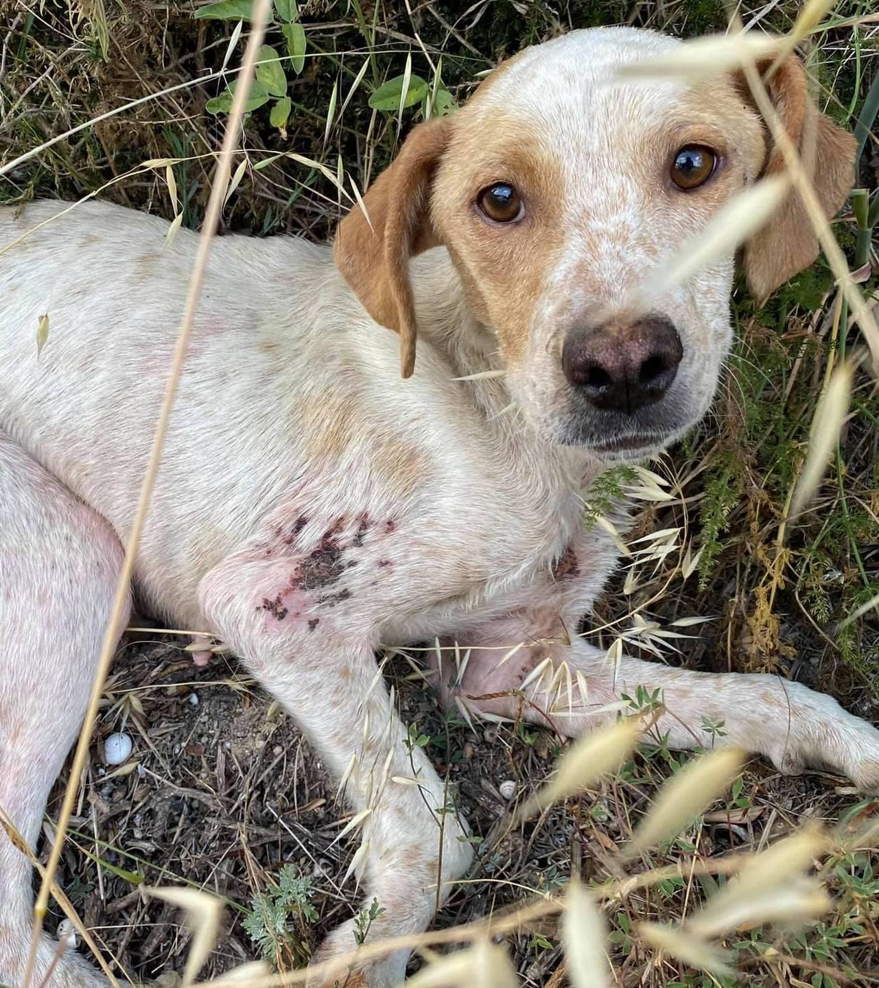 In salvo la cagnetta Nina scaraventata da un’auto a Sennori