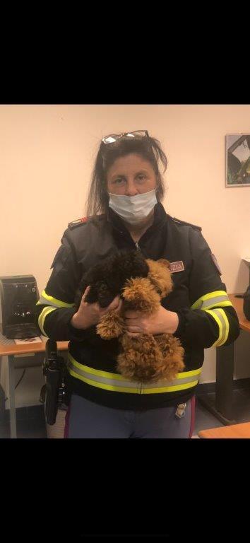 Traffico di cuccioli e falsi incidenti: tra gli 11 indagati un prof e un avvocato 
