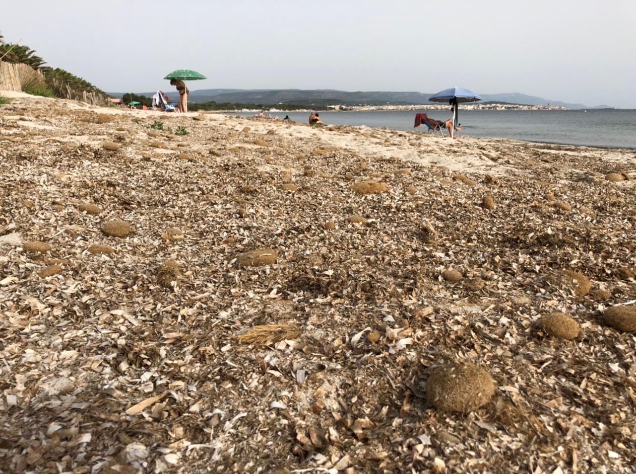 Riviera nella morsa di alghe e incivili 