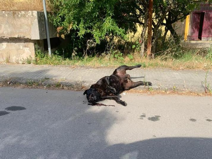 Ittiri, l’avvelenatore di cani colpisce ancora 