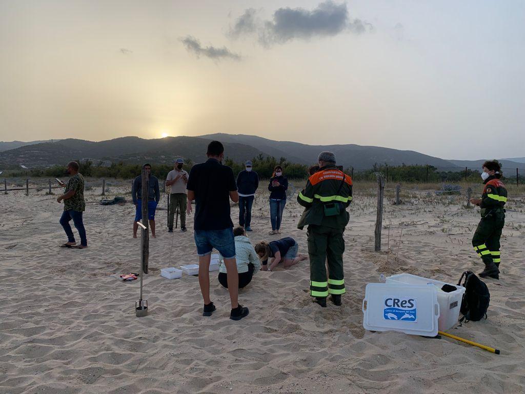 Sulla spiaggia di Chia il primo nido di Caretta Caretta del 2021 
