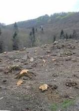 «Stop ai tagli» Camminata per difendere la montagna