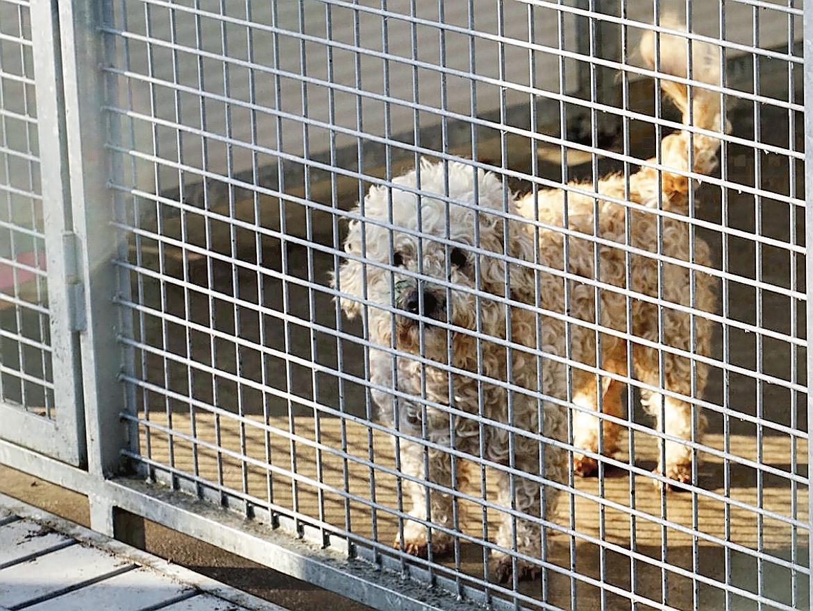 Nuovi guai per il canile a Livorno: il Tar annulla l’affidamento della gestione 