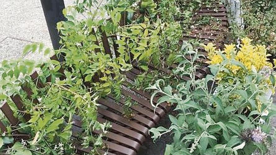 «Costretto a rimuovere i fiori contro i bivacchi»