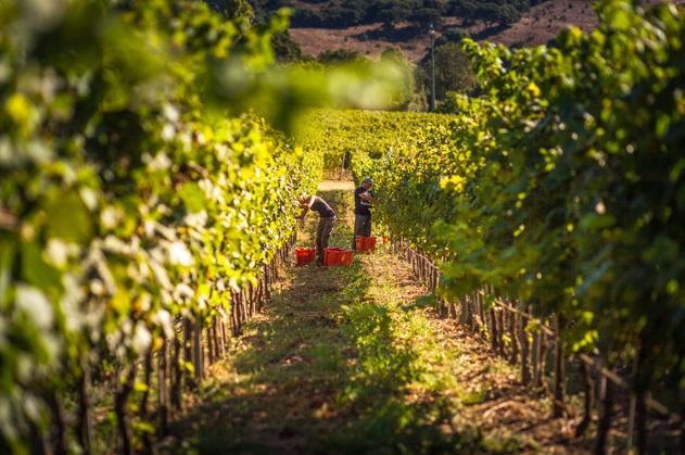 Gran Vinitaly, Siddura di Luogosanto è la "cantina italiana dell'anno"