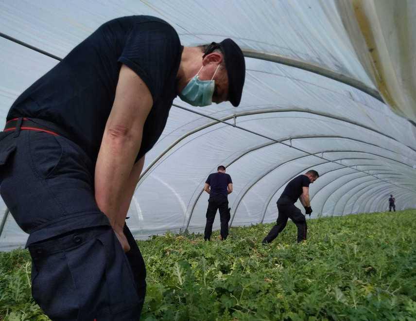 Novellara, via anche le serre per cercare il corpo di Saman 