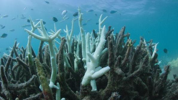 Unesco, la barriera corallina in Australia è in pericolo