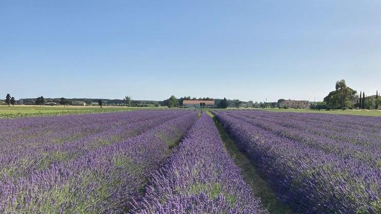 I campi con la lavanda sono ritornati a fiorire
