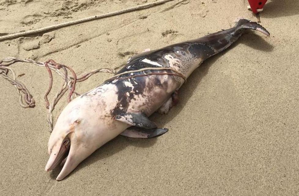 Delfino morto trovato dai turisti in spiaggia
