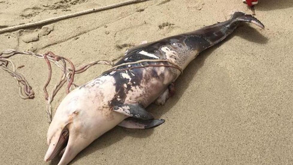 Delfino morto trovato dai turisti in spiaggia