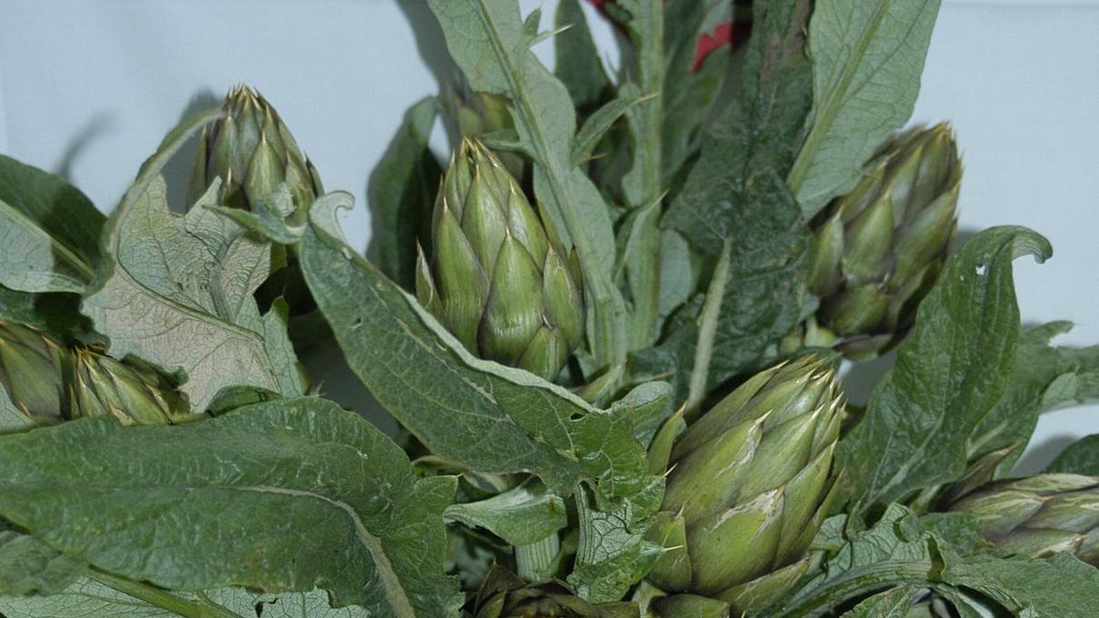 Dentro il pecorino una bella sorpresa: il cuore di carciofo