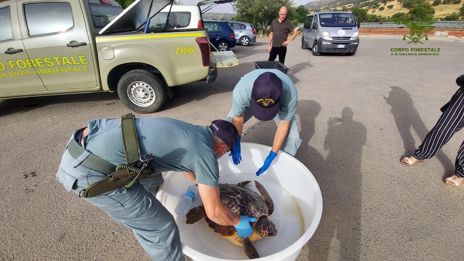 Galleggiava a 12 miglia dalla costa di Siniscola: tre pescatori salvano un'altra Caretta Caretta