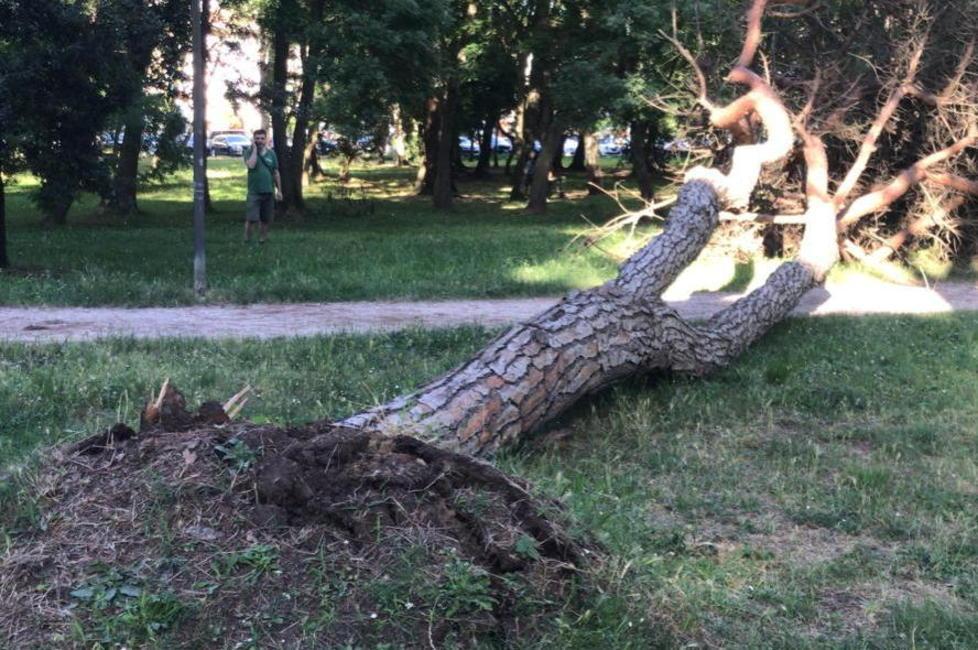 Un pino si schianta e sfiora una signora