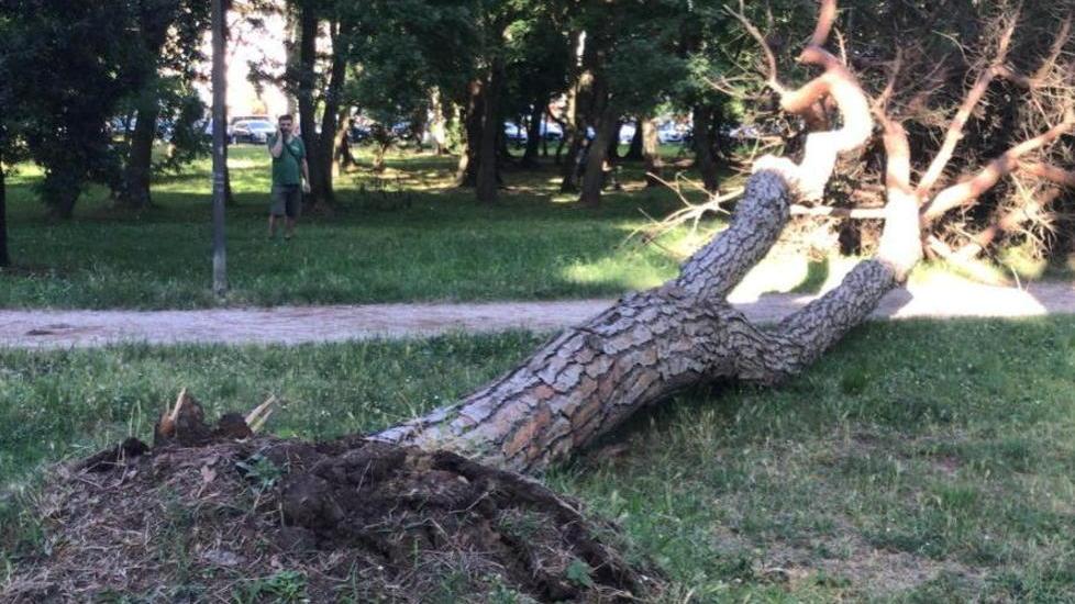 Un pino si schianta e sfiora una signora