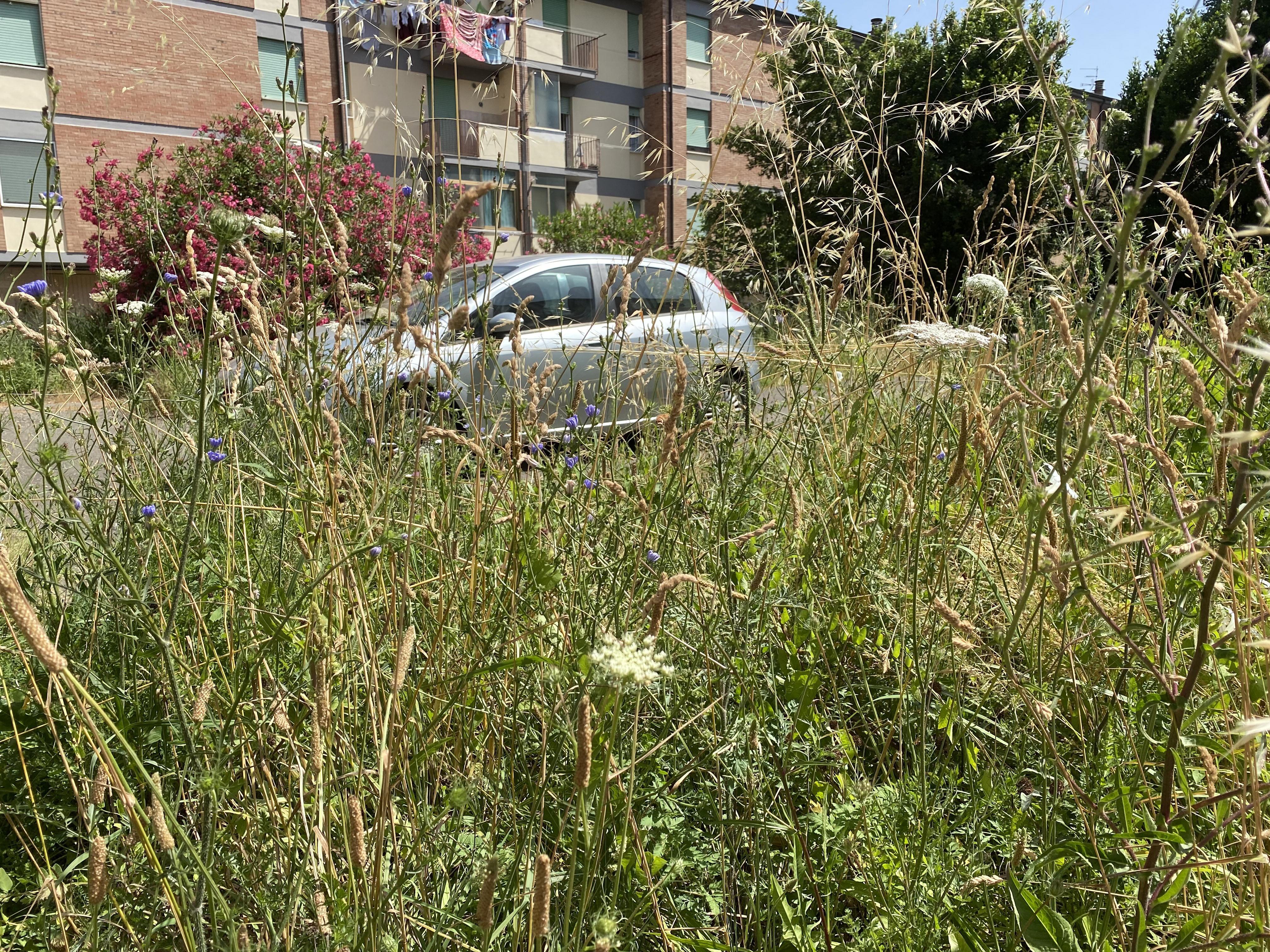 Erba alta, sporcizia, auto abbandonate: quartiere Oltrera manifesto dell’incuria