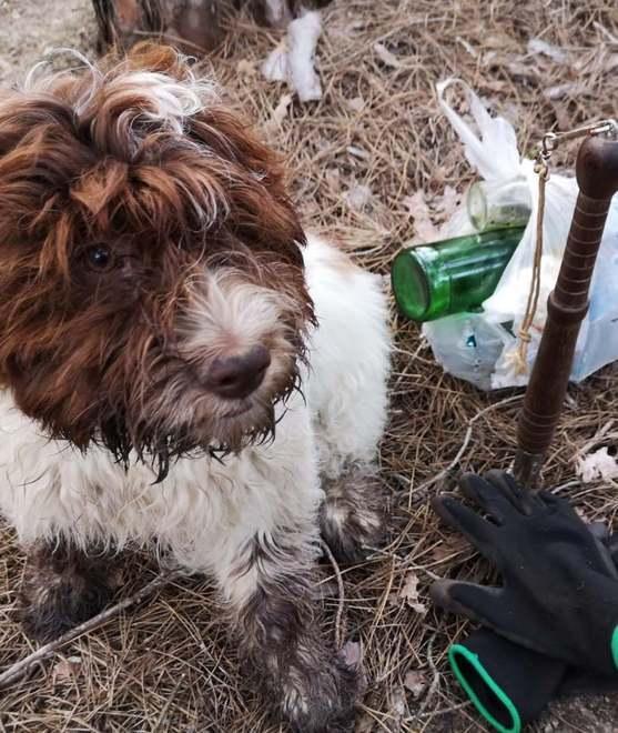 I Tartufai puliscono la pineta di Marina