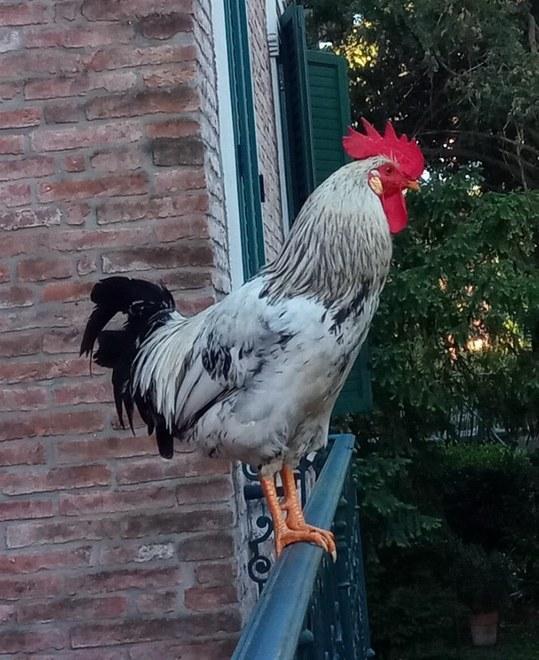 «Garibaldi disturba» Nuove minacce al gallo