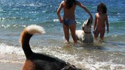 Zaccurru, riapre la spiaggia comunale per cani