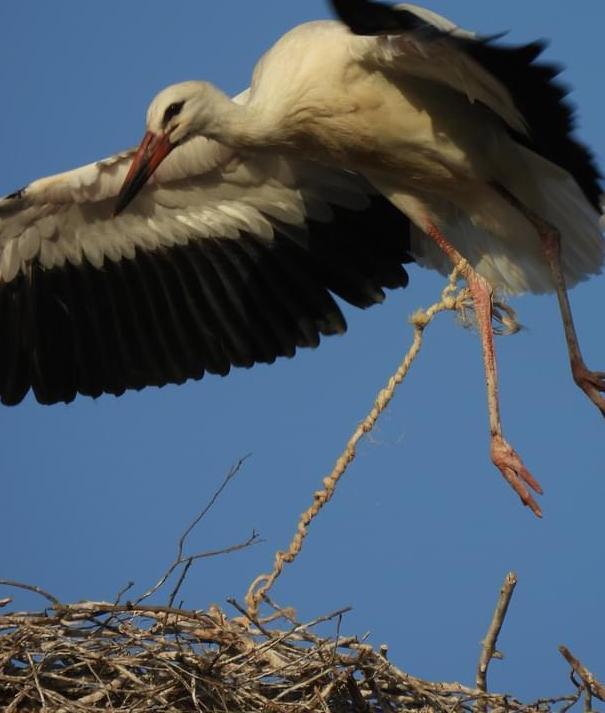 Un daino e una cicogna uniti dallo stesso destino prima prigionieri poi liberi