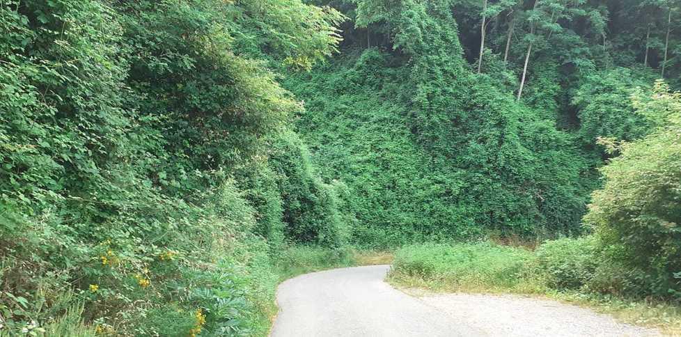 Strade pericolose completamente invase dall’erba 