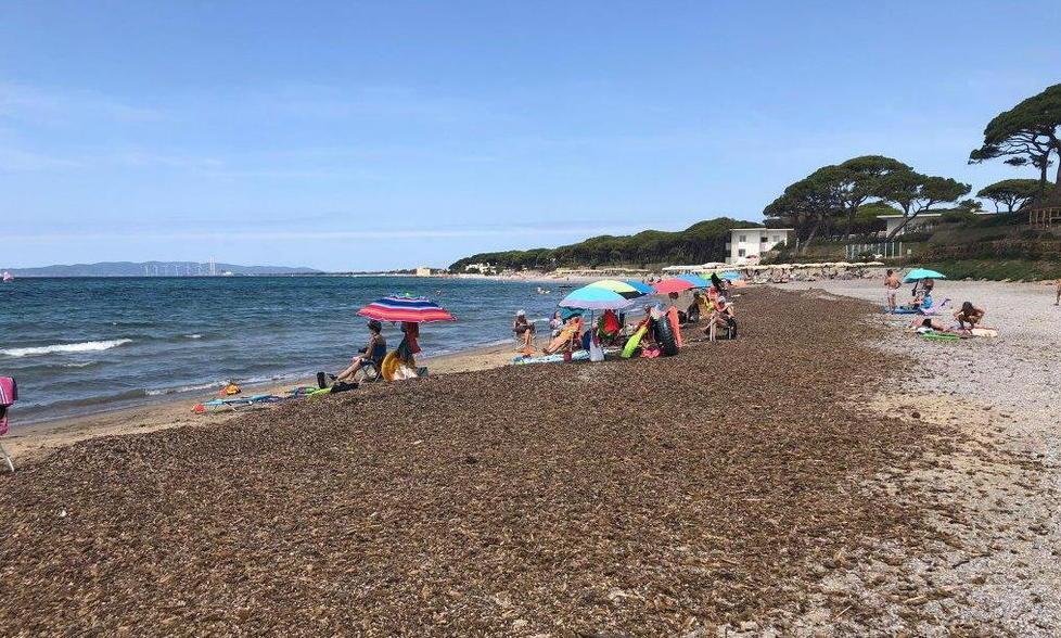Tratti di arenile ricoperti di alghe Disagi sulla costa verso Piombino 