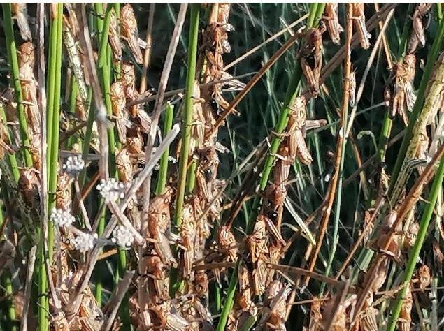 Le cavallette avanzano senza sosta 