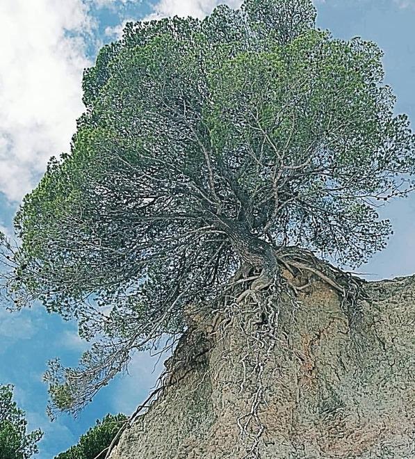 A Mirandola “Festival in verde” una tre giorni per salvare il clima 